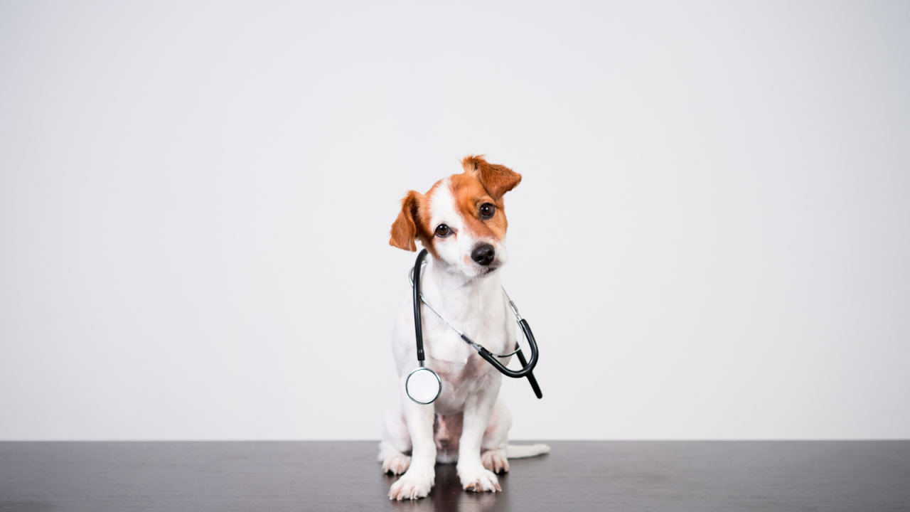 Does pets best insurance cover hip dysplasia