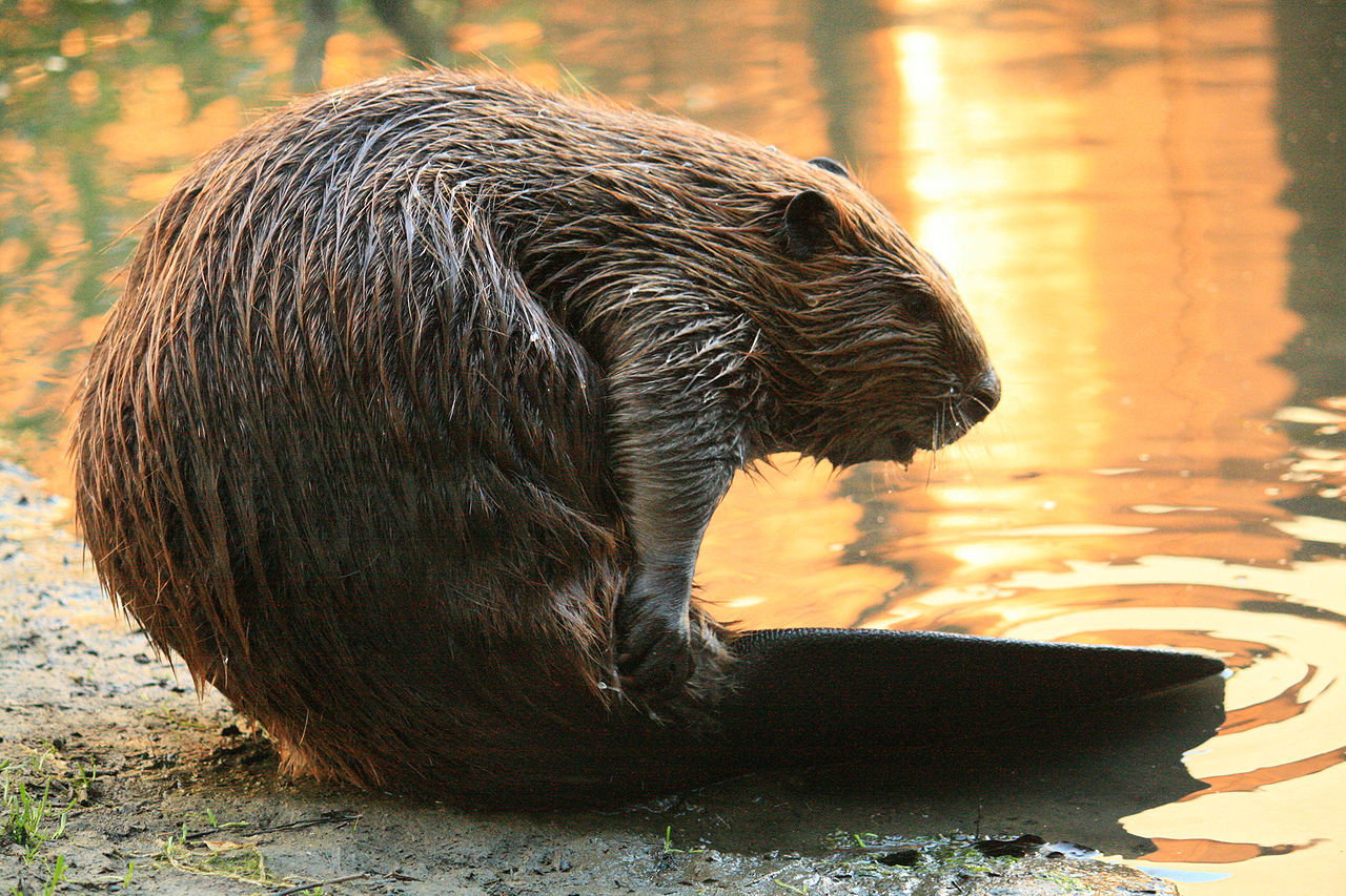 The Eurasian Beaver | Critter Science