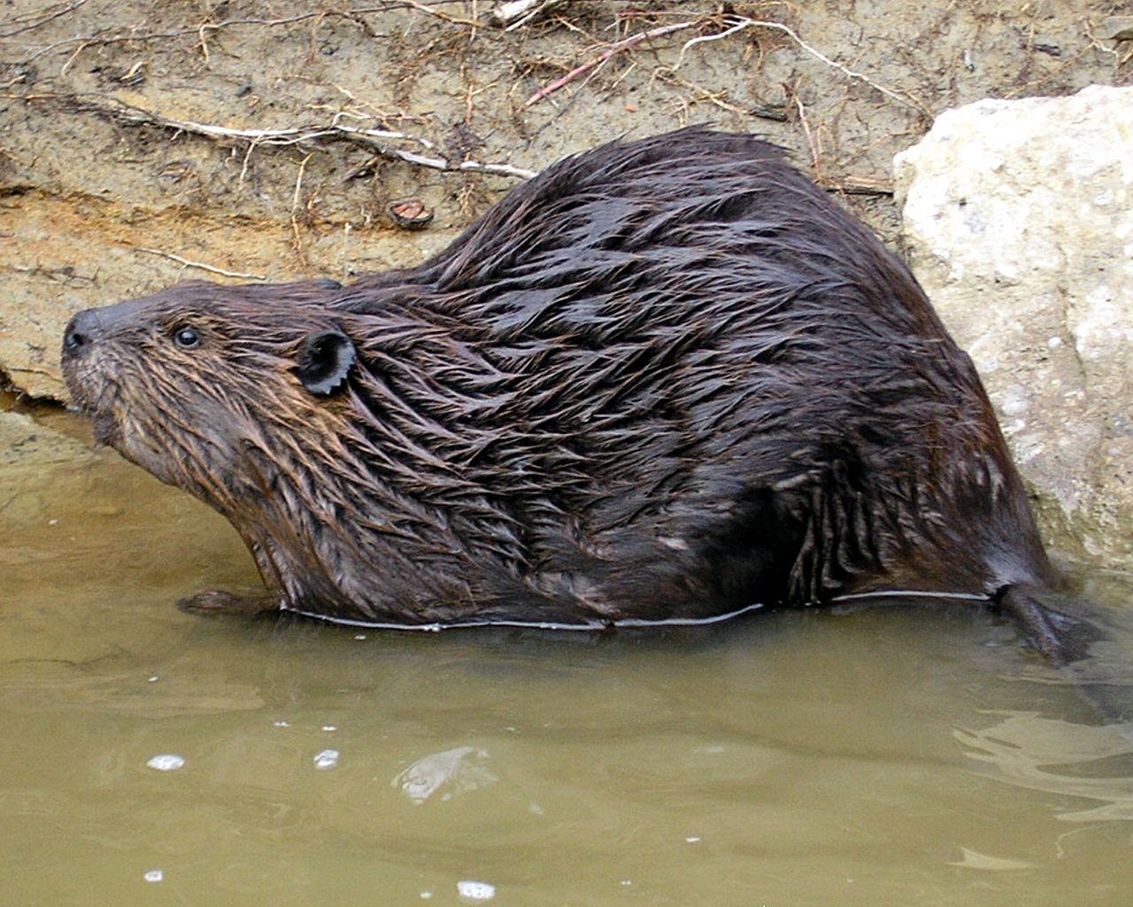 Nice Beaver – Chat Forum – Singletrack World Magazine Forum