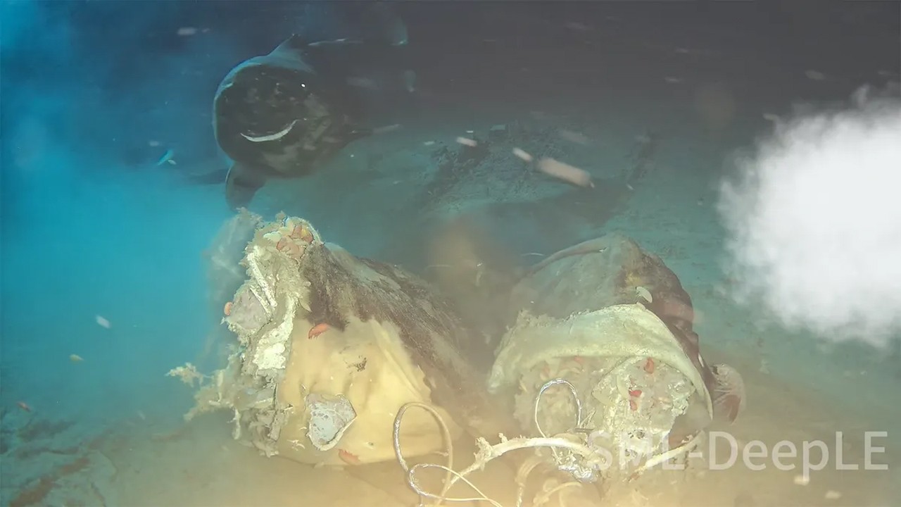 Okyanusa bir inek leşi bıraktılar, ortaya çıkanlar herkesi şaşırttı ...