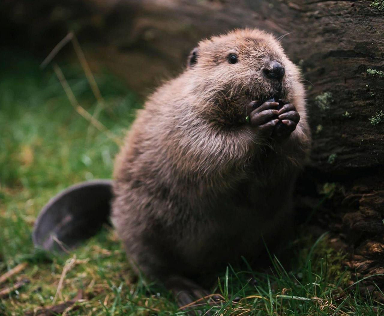 Species Profile: Castor canadensis – North American Beaver » Bella ...